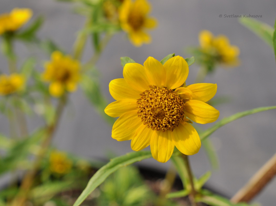 Изображение особи Bidens cernua var. radiata.