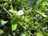 Combretum erythrophyllum