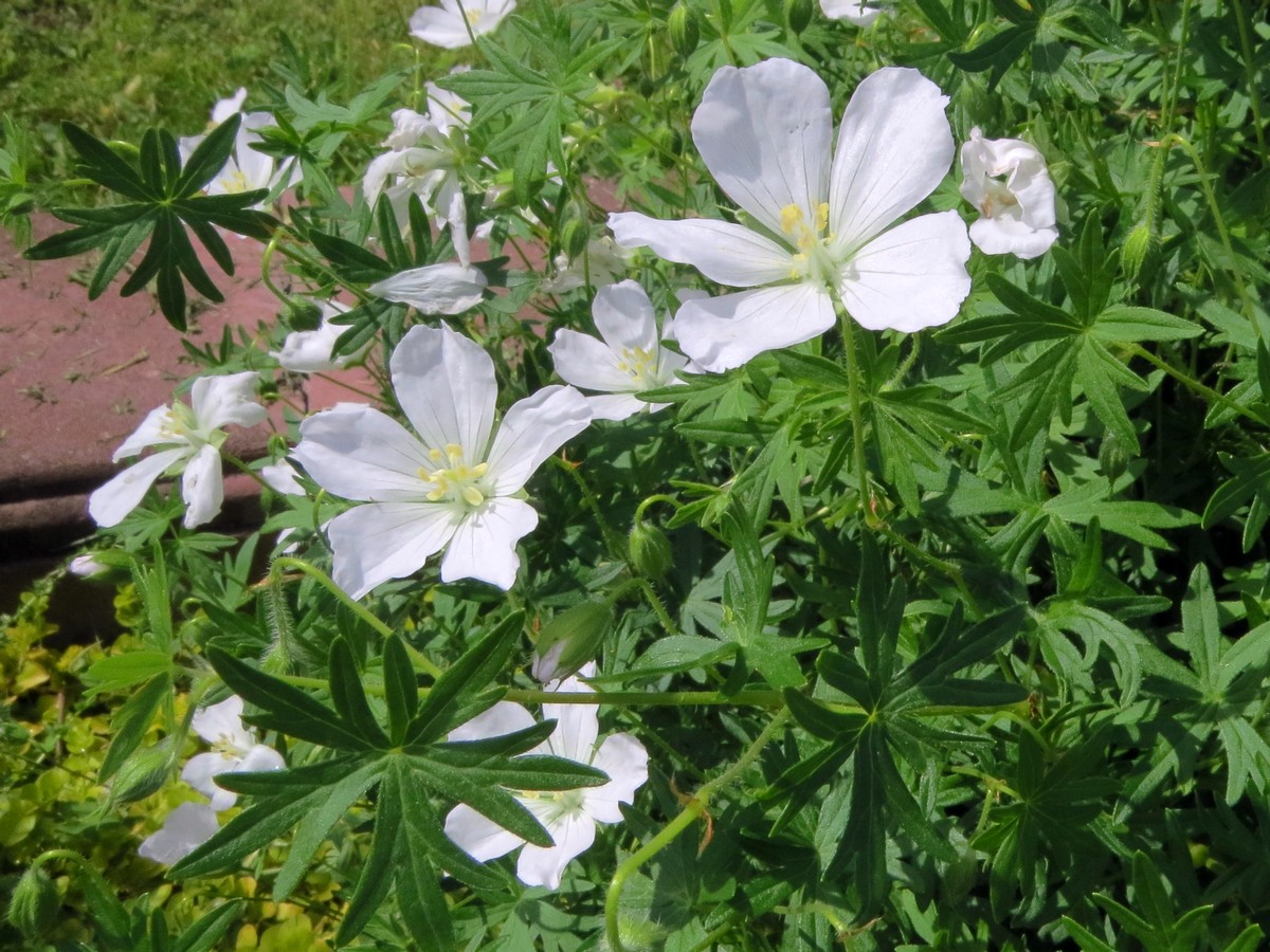 Изображение особи Geranium sanguineum.