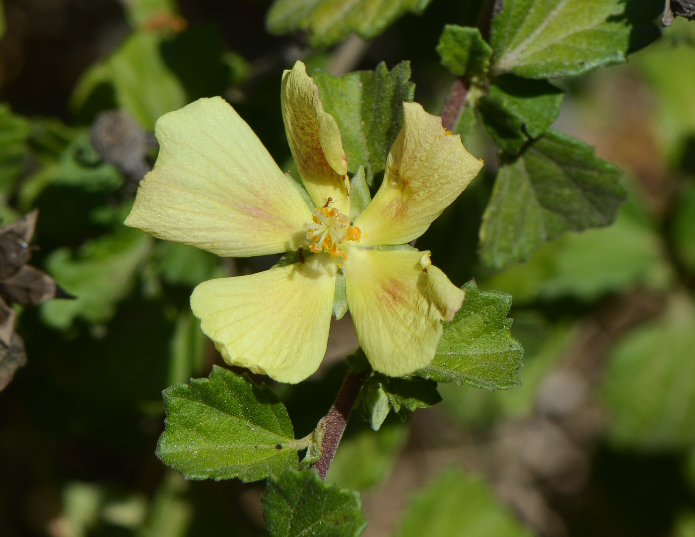 Image of Pavonia praemorsa specimen.