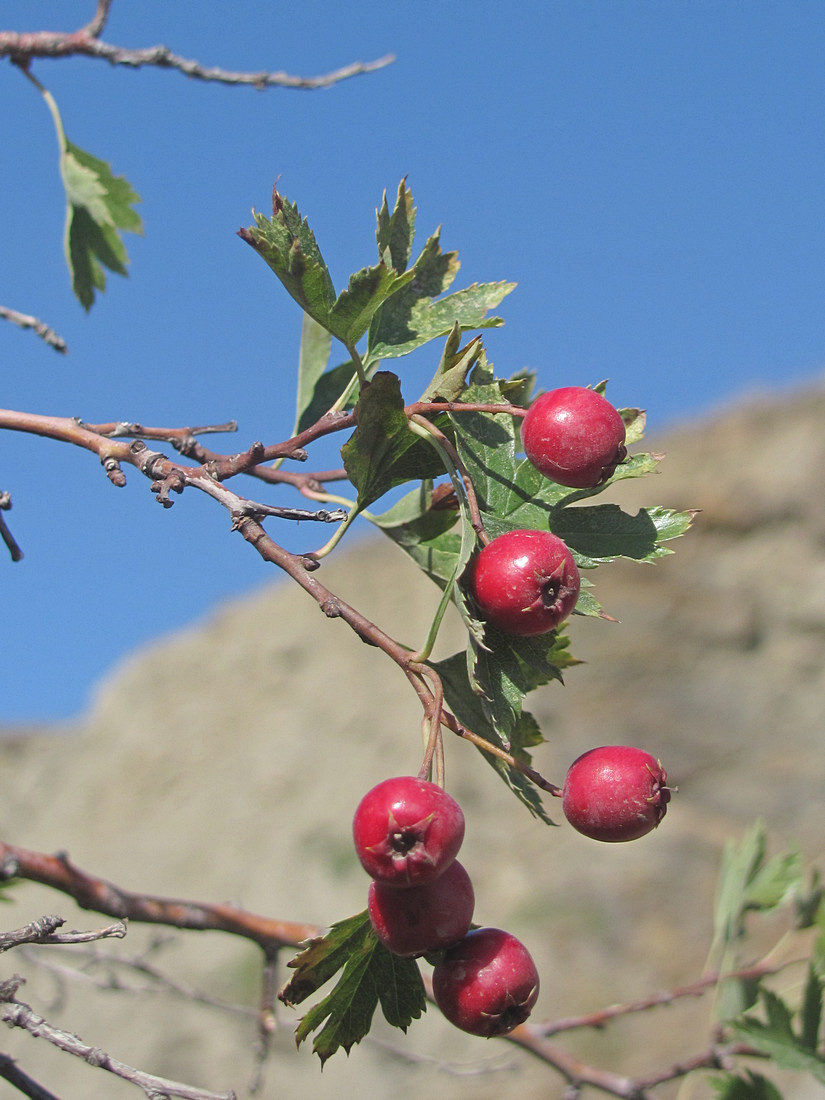 Изображение особи Crataegus pseudoheterophylla.