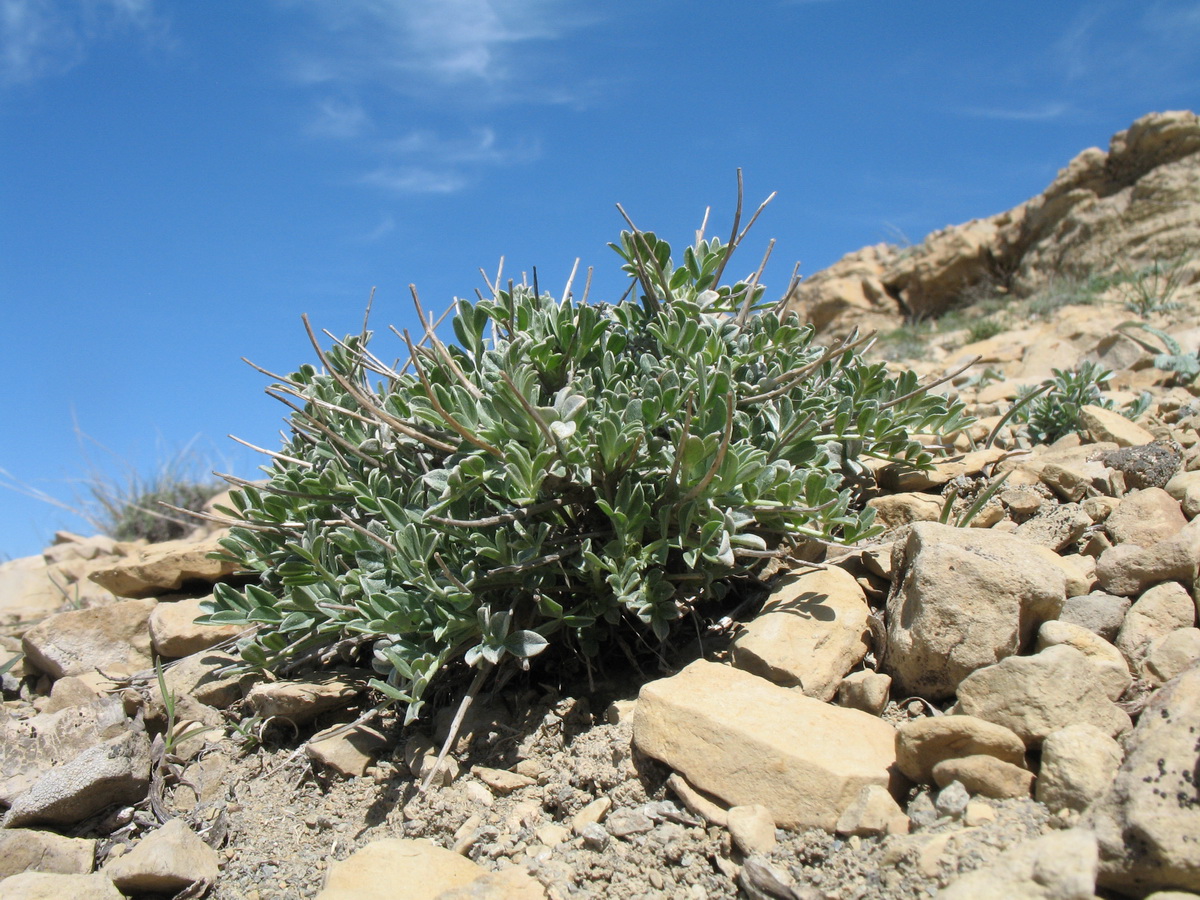 Изображение особи Astragalus schrenkianus.