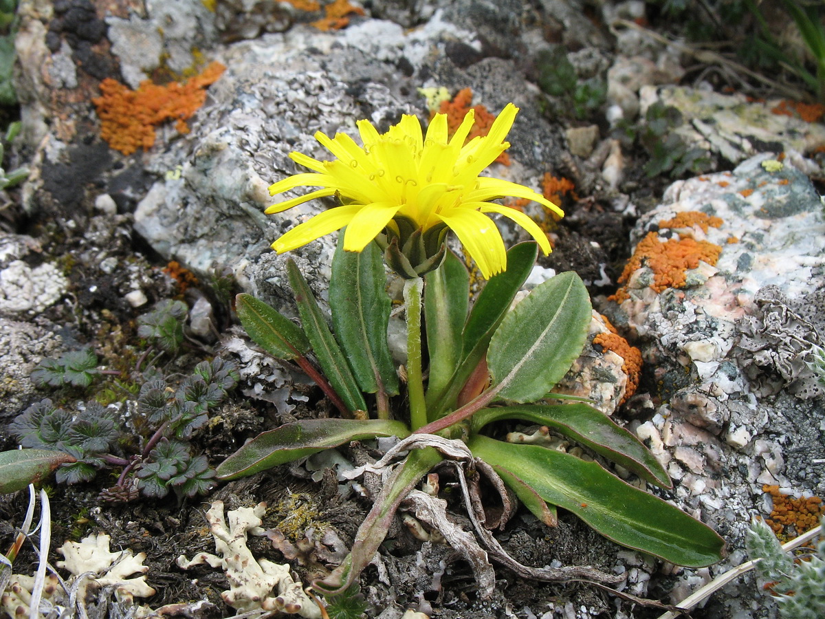 Изображение особи Taraxacum pavlovii.