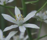 Ornithogalum narbonense