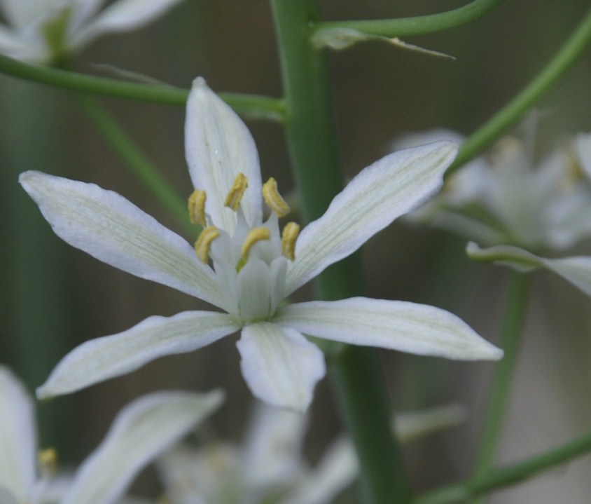 Image of Ornithogalum narbonense specimen.