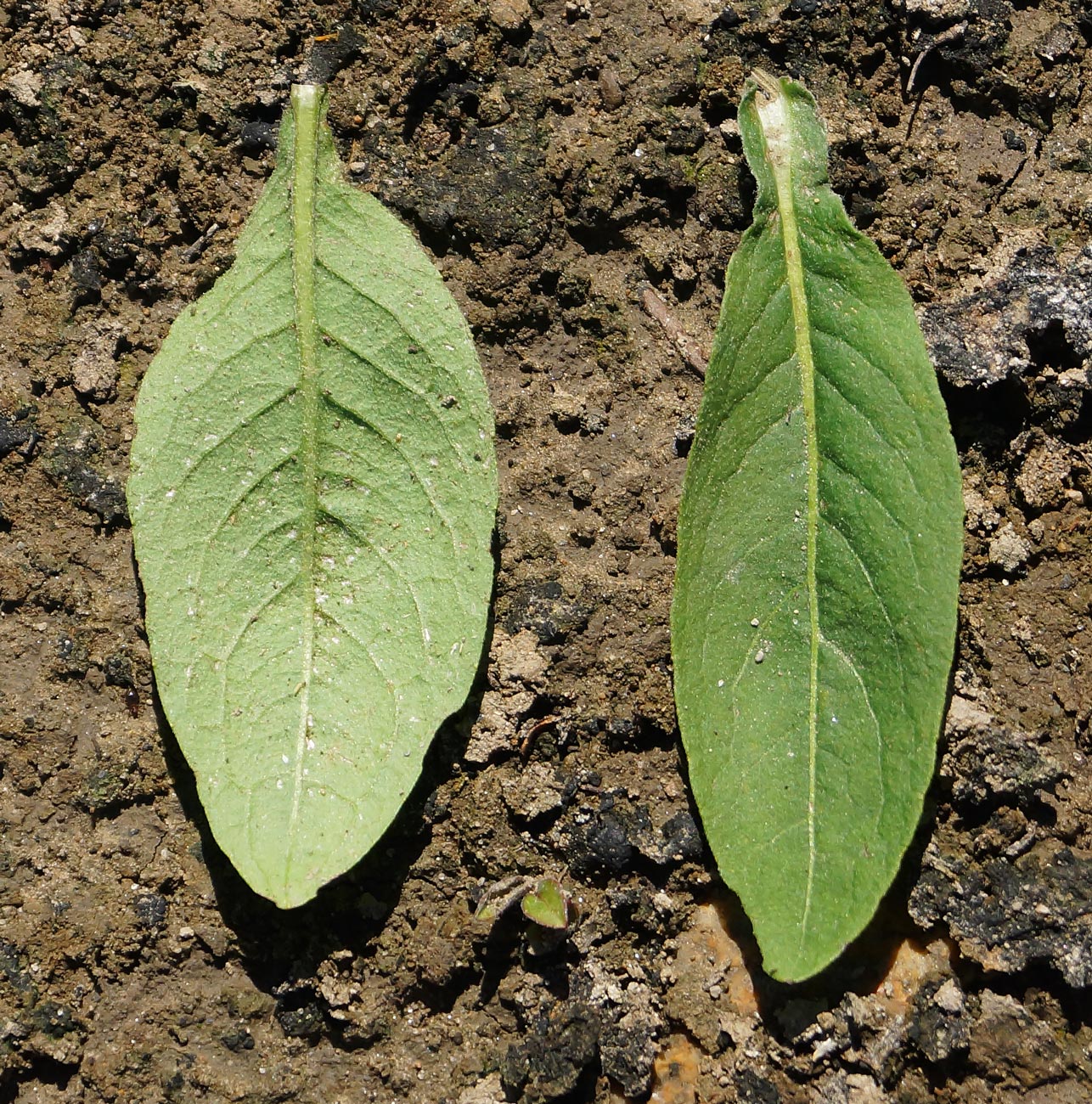 Изображение особи Inula britannica.