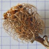 Centaurea abnormis