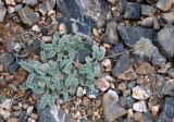 familia Fabaceae. Плодоносящее растение. Таджикистан, Фанские горы, окр. Мутного озера, ≈ 3500 м н.у.м., каменистый сухой склон. 02.08.2017.