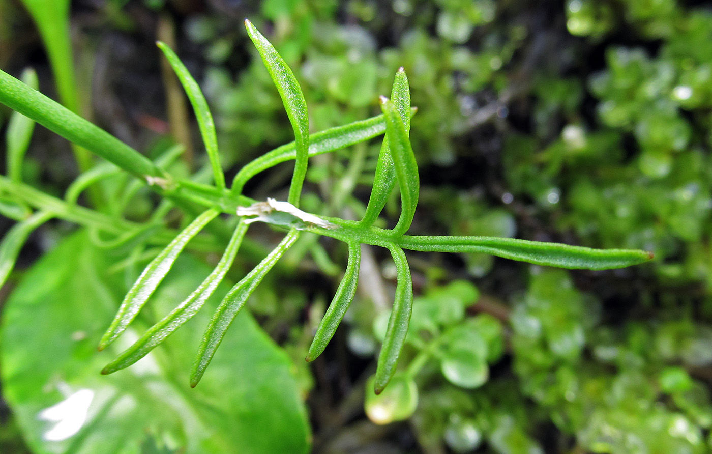 Изображение особи Cardamine nymanii.