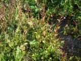 Epilobium hornemannii