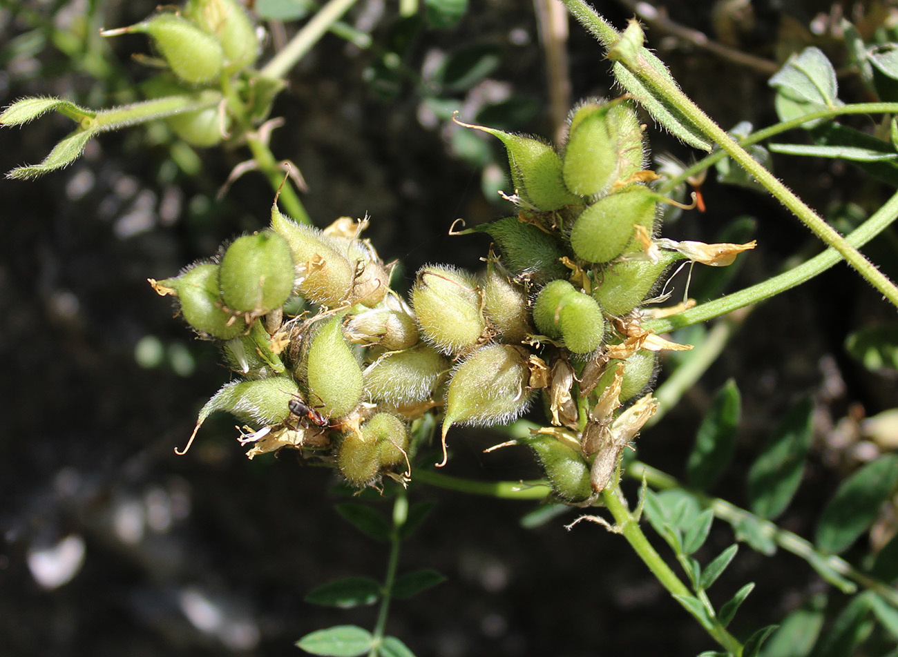 Изображение особи Astragalus cicer.