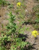 Sisymbrium loeselii