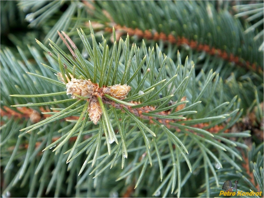 Изображение особи Picea pungens f. glauca.