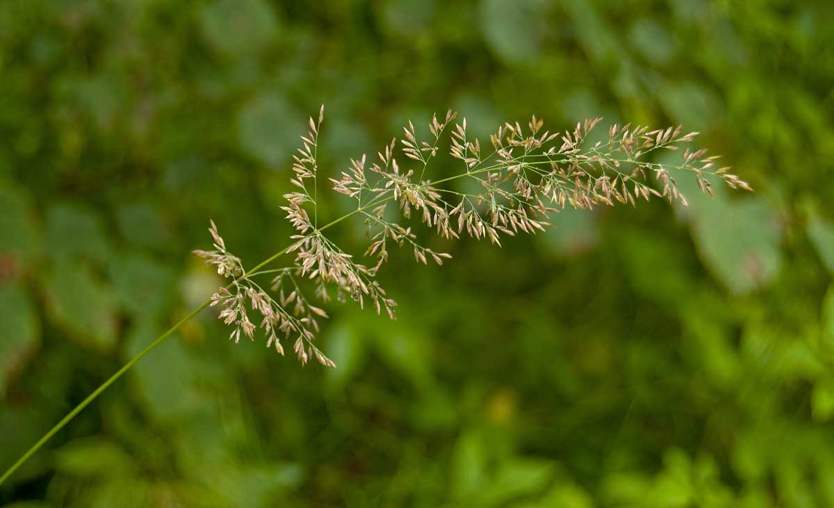 Изображение особи род Agrostis.