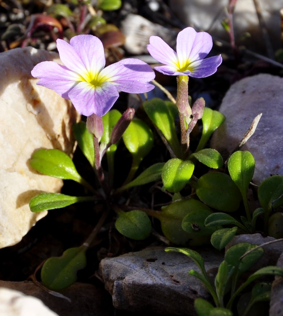 Image of Malcolmia flexuosa specimen.