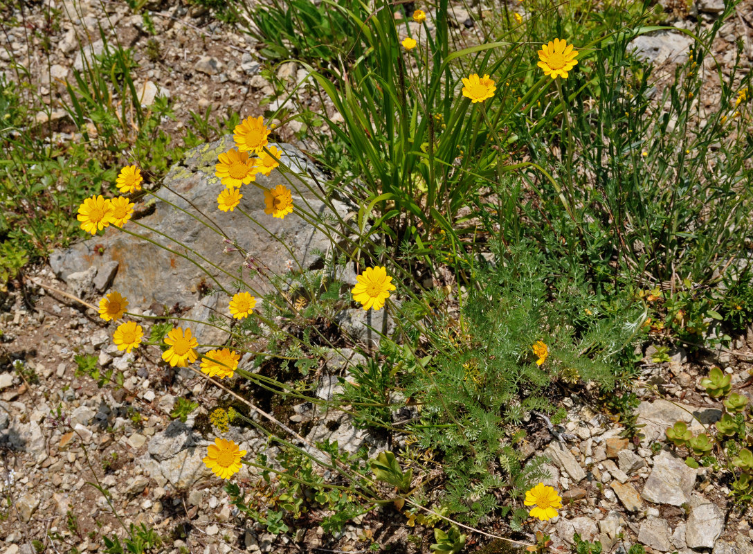 Image of Anthemis sosnovskyana specimen.