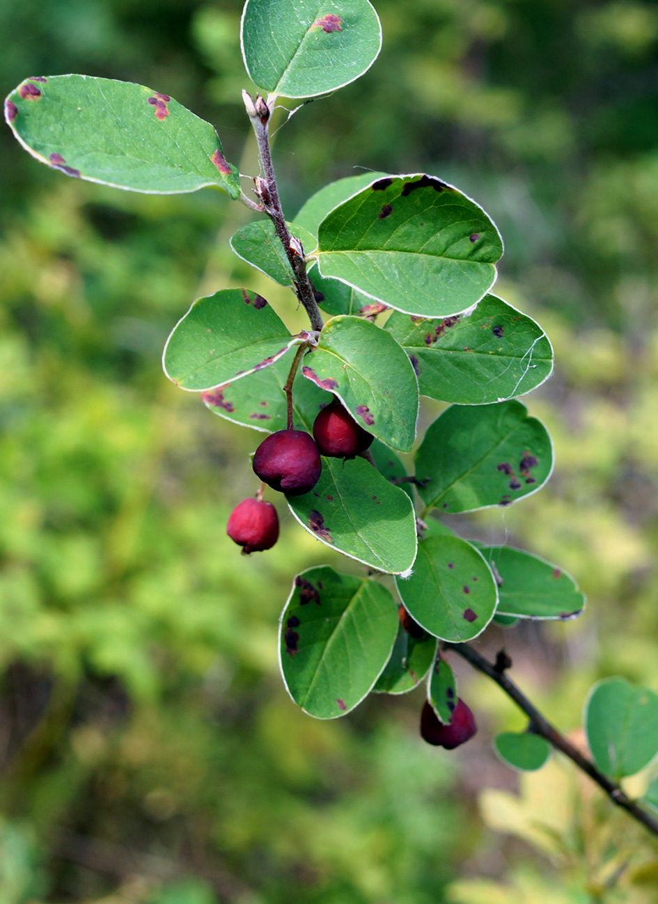 Image of Cotoneaster melanocarpus specimen.