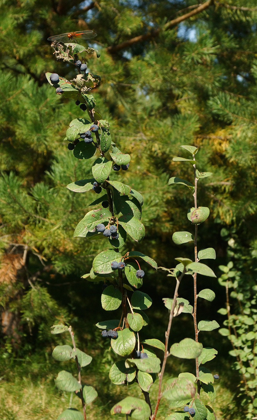 Изображение особи Cotoneaster melanocarpus.