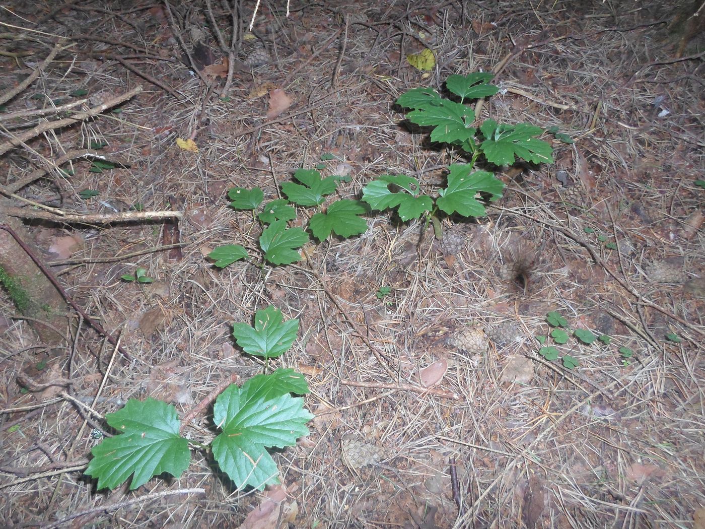 Image of Viburnum opulus specimen.