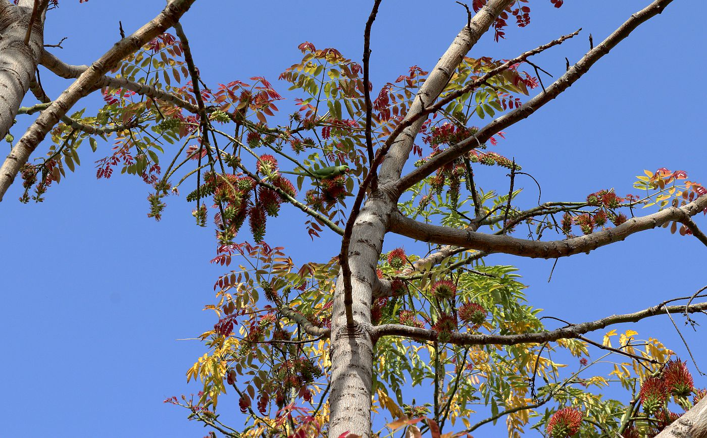 Image of Acrocarpus fraxinifolius specimen.