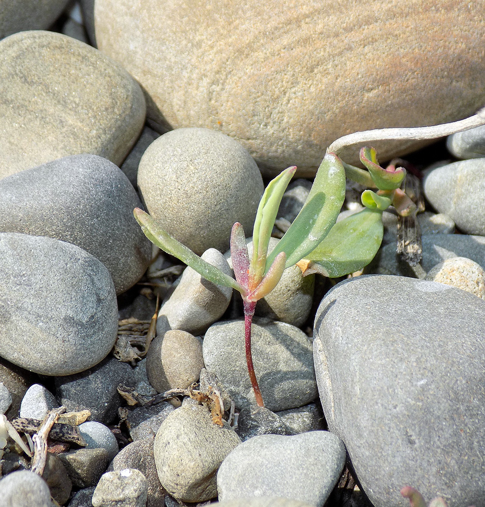 Image of Polygonum euxinum specimen.