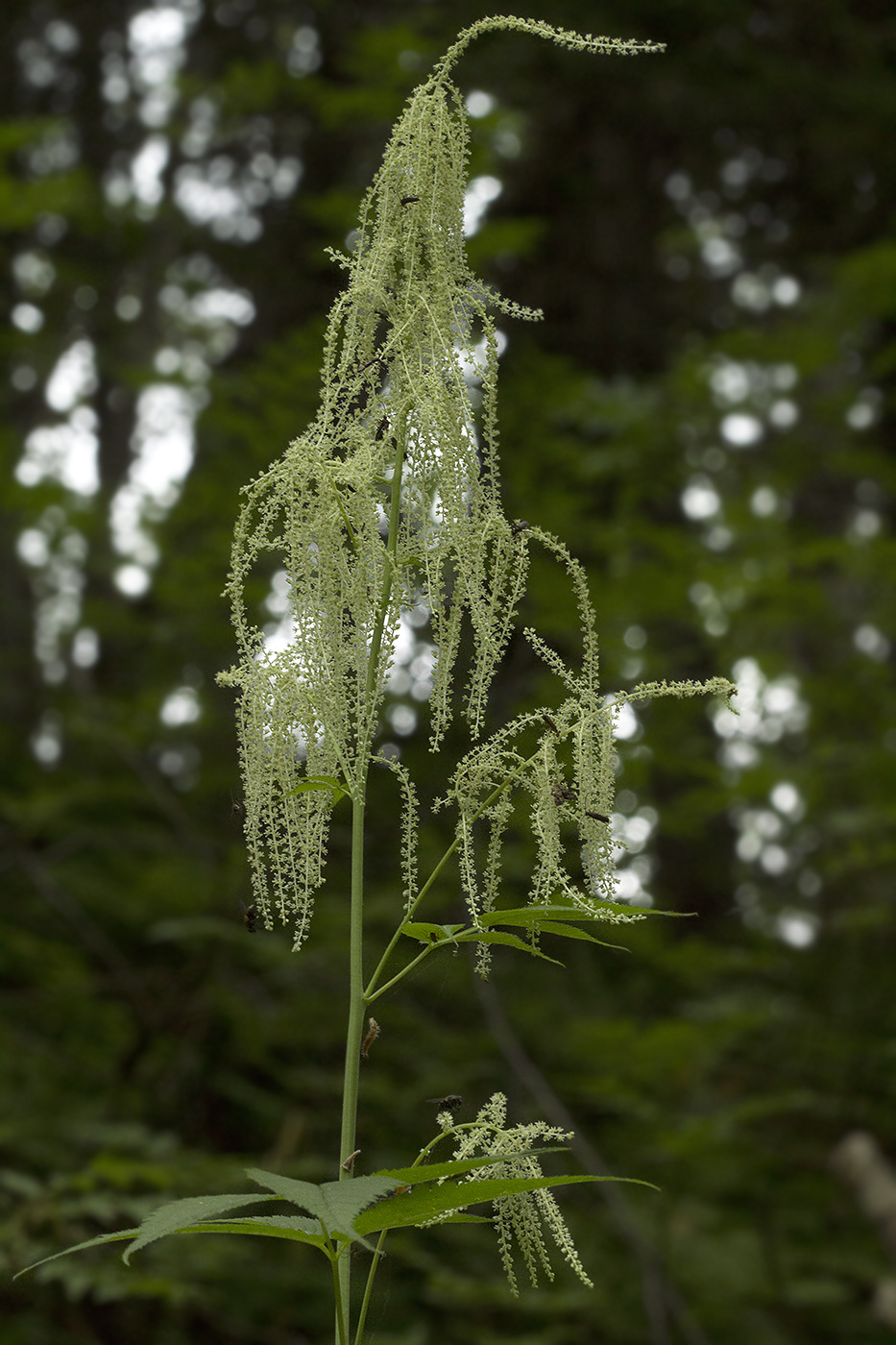 Изображение особи Aruncus dioicus.