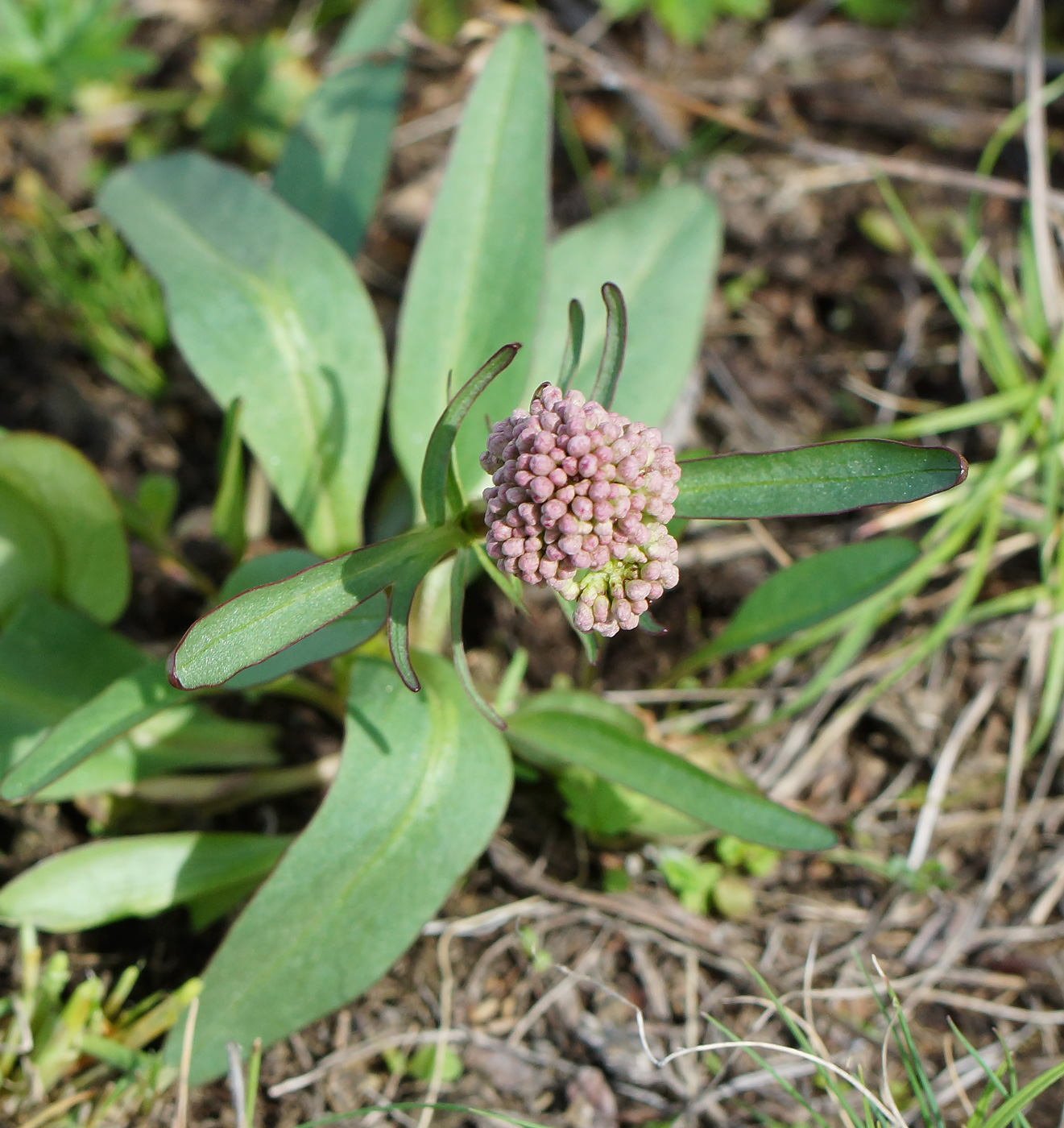 Изображение особи Valeriana tuberosa.