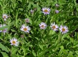 Aster sibiricus