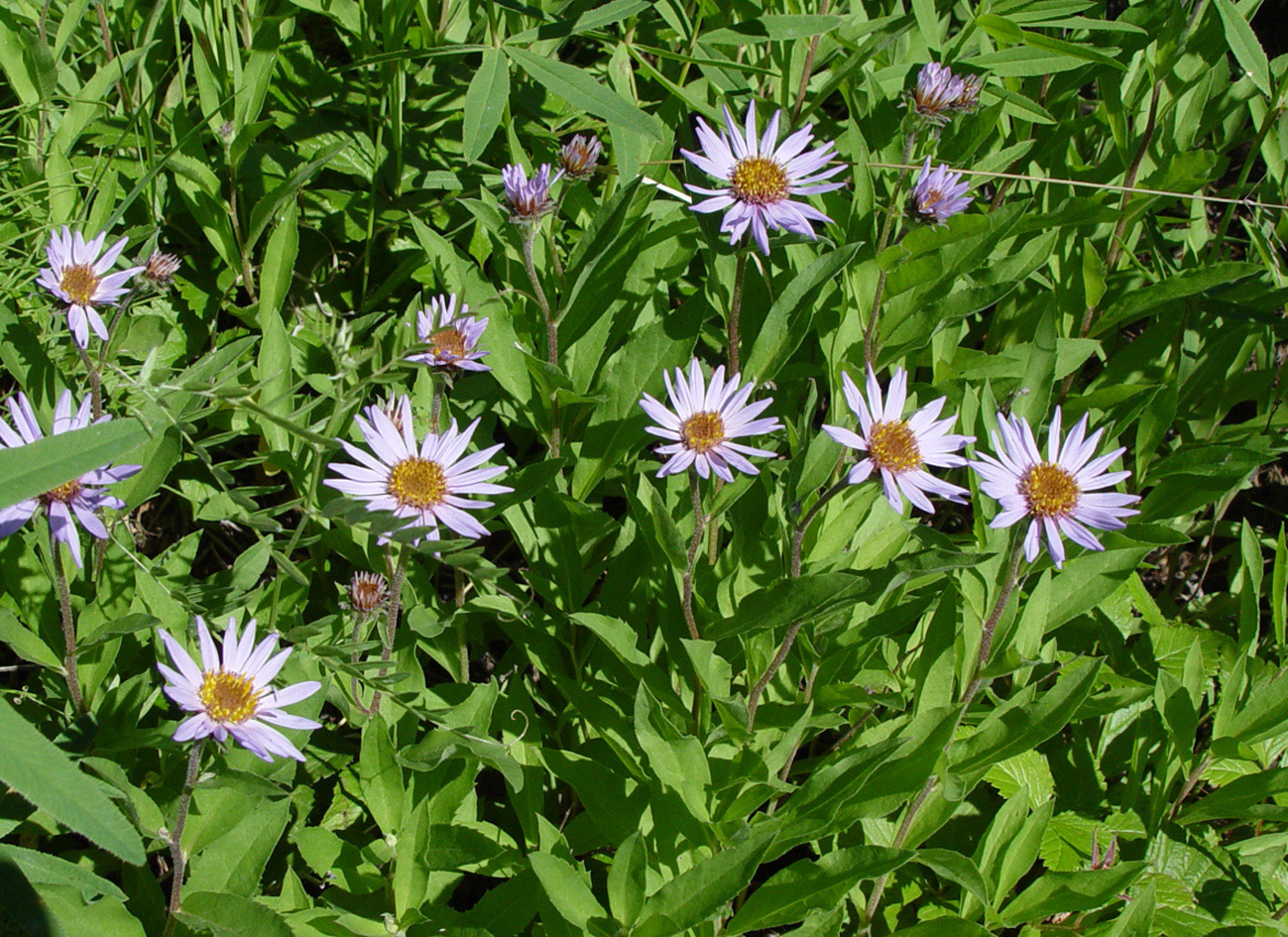 Image of Aster sibiricus specimen.