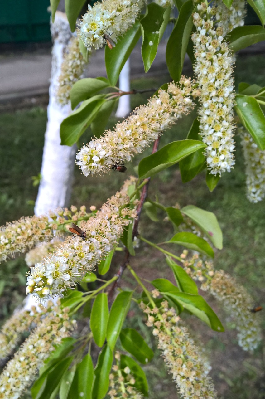 Изображение особи Padus serotina.