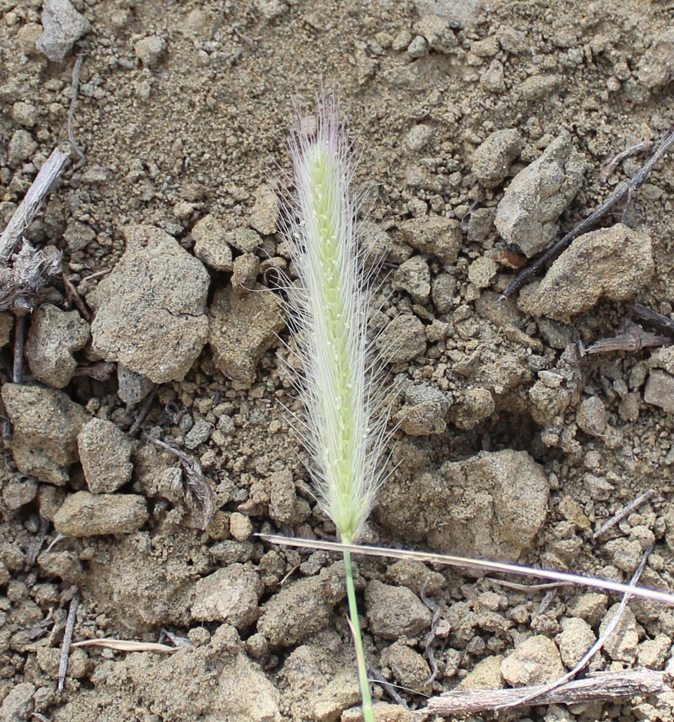 Image of Tetrapogon villosus specimen.