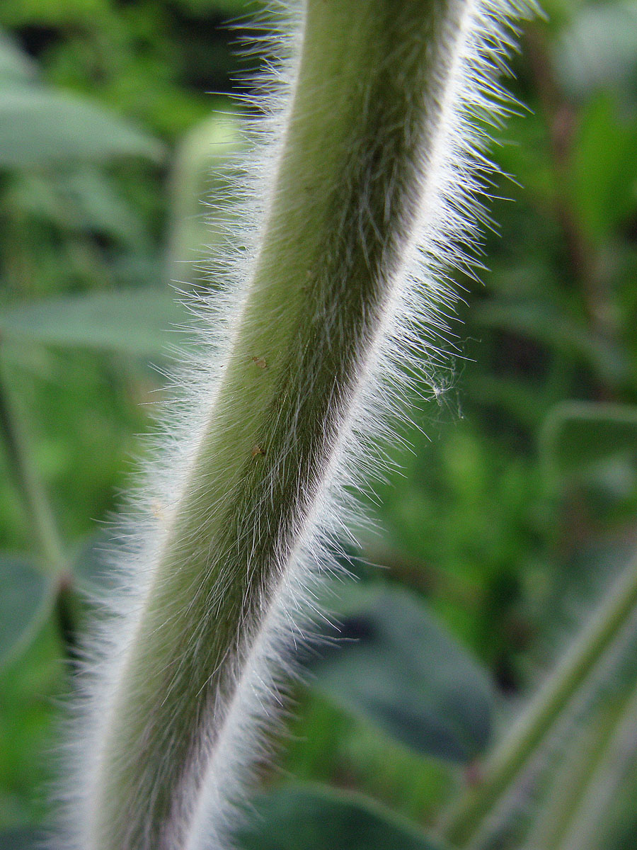 Image of Onobrychis vassilczenkoi specimen.