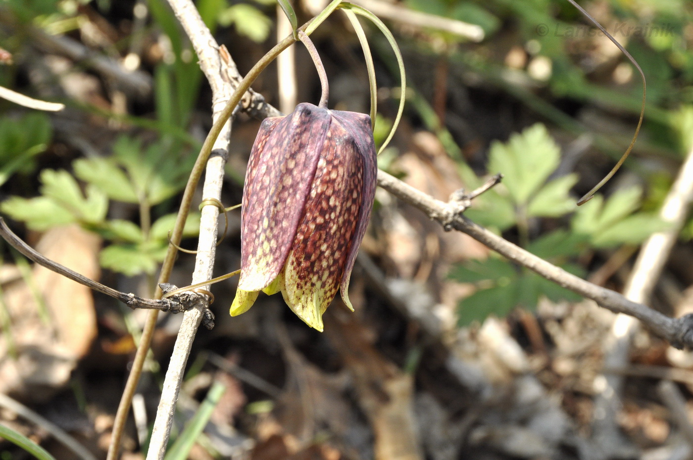 Image of Fritillaria ussuriensis specimen.