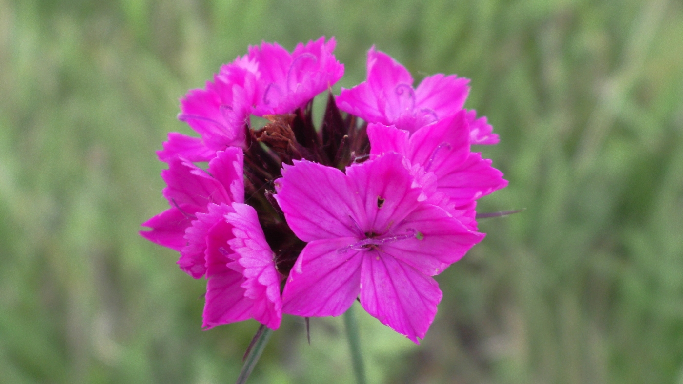 Image of Dianthus capitatus specimen.