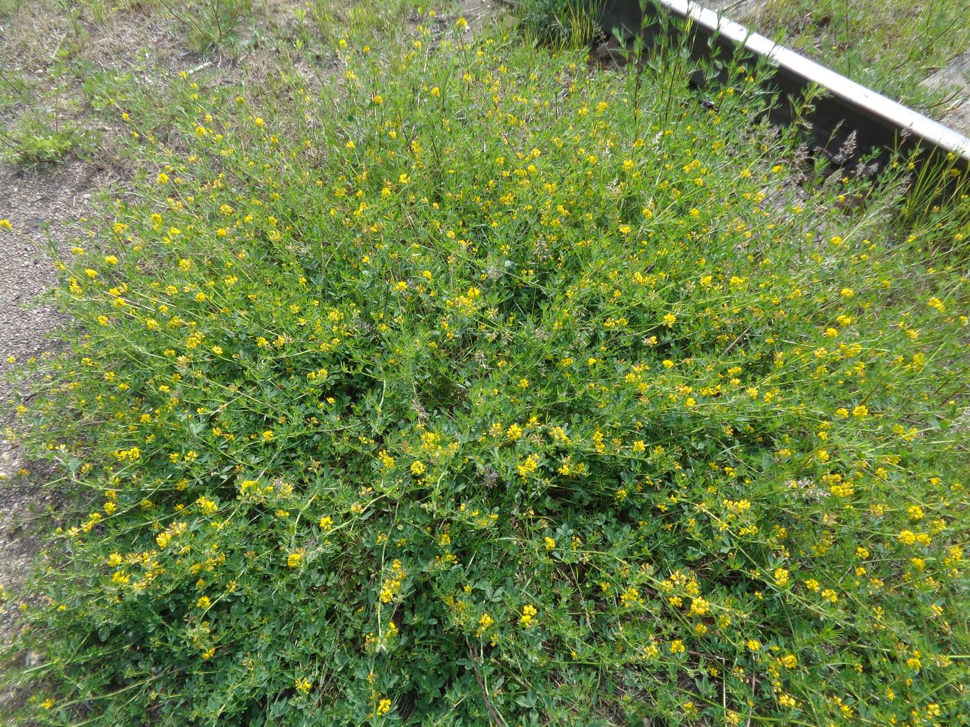 Image of Medicago &times; varia specimen.