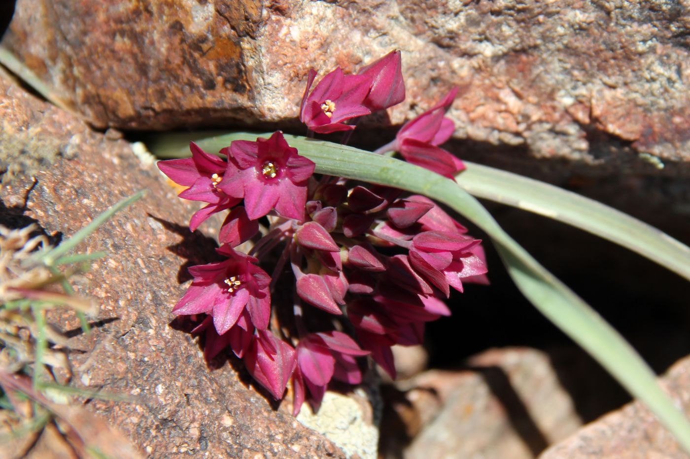 Изображение особи Allium oreophilum.