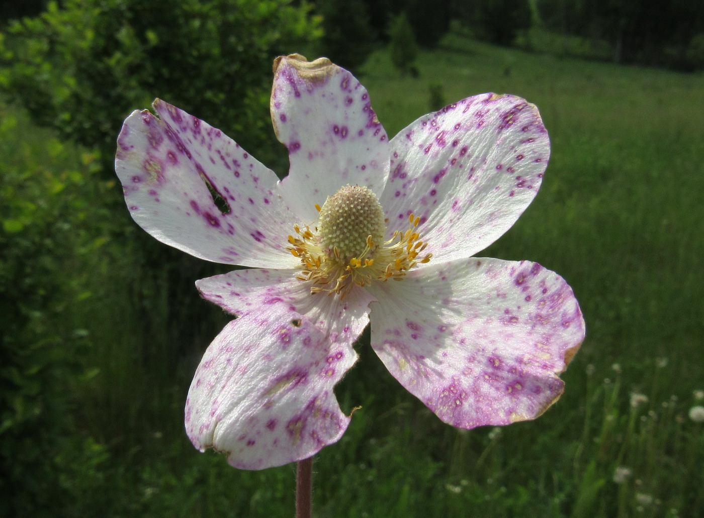 Изображение особи Anemone sylvestris.