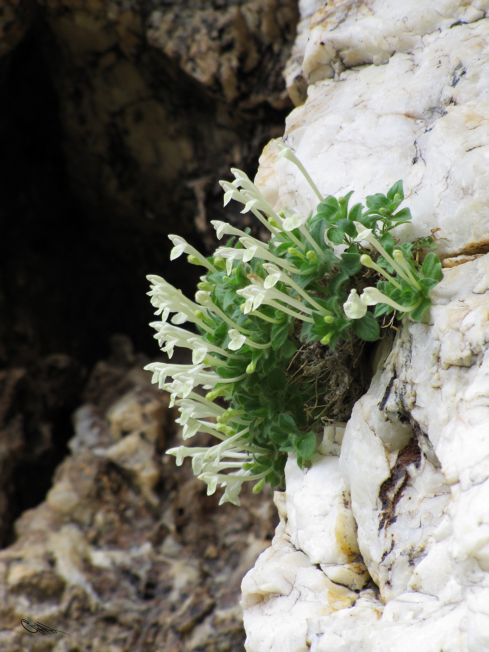 Image of Scutellaria immaculata specimen.