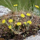 Alyssum trichostachyum