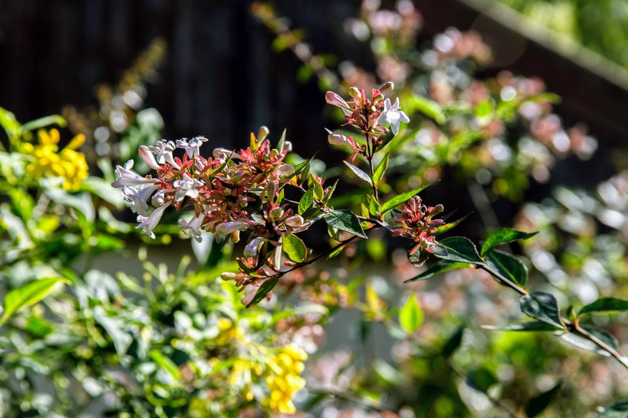 Image of Abelia &times; grandiflora specimen.