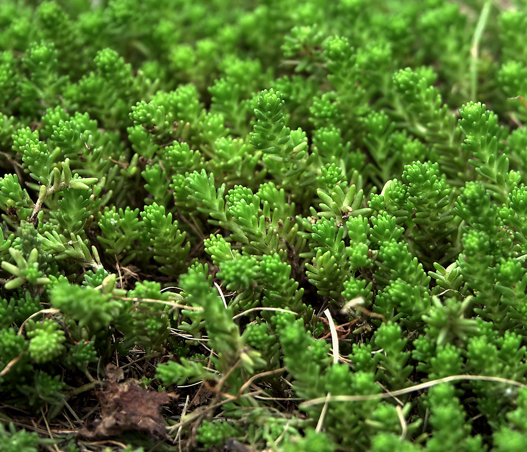 Image of Sedum sexangulare specimen.
