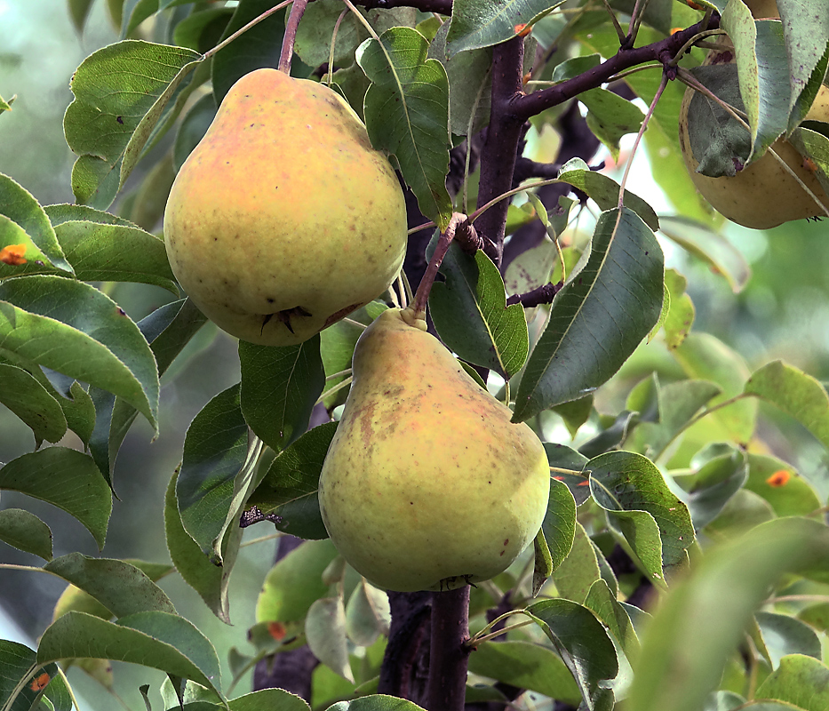 Image of Pyrus communis specimen.