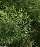 familia Cupressaceae