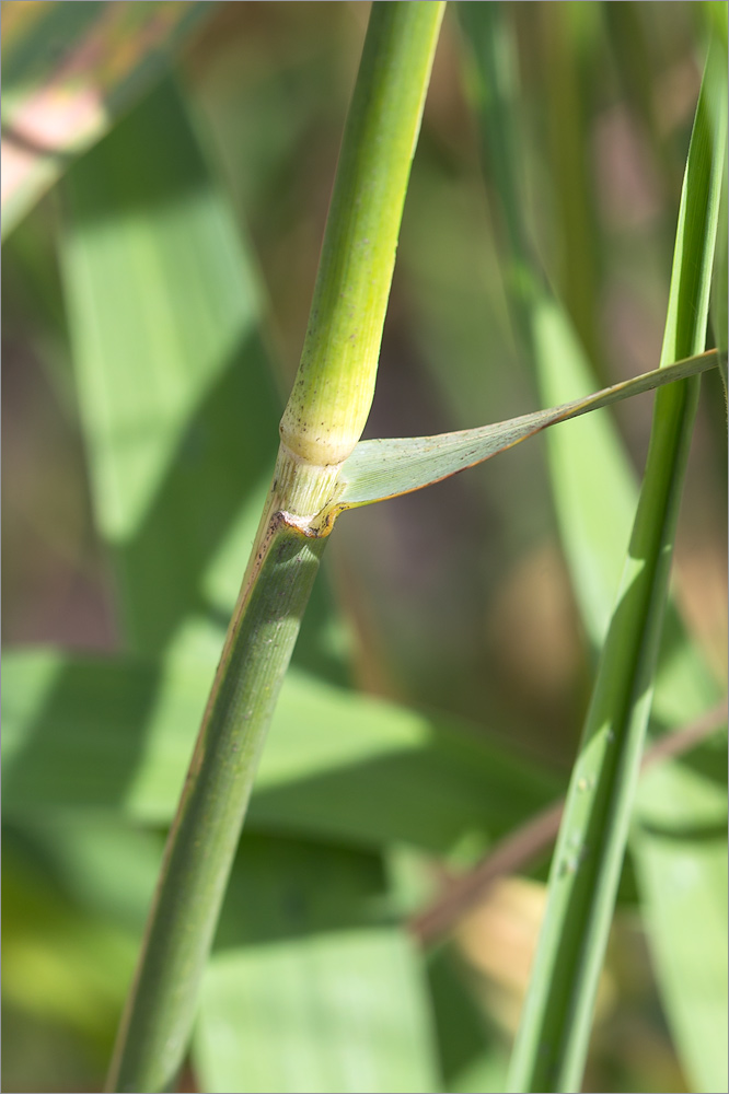 Изображение особи Phragmites australis.