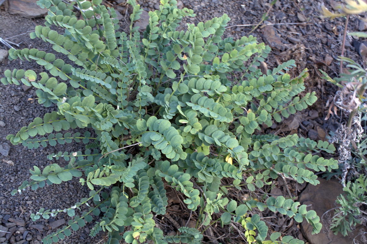 Изображение особи семейство Fabaceae.