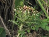 Carlina vulgaris. Соцветие (вид со стороны обёртки). Нидерланды, провинция Limburg, окр. деревни Wahlwiller, южный склон холма Kruisberg, сенокосный луг. 10 сентября 2011 г.