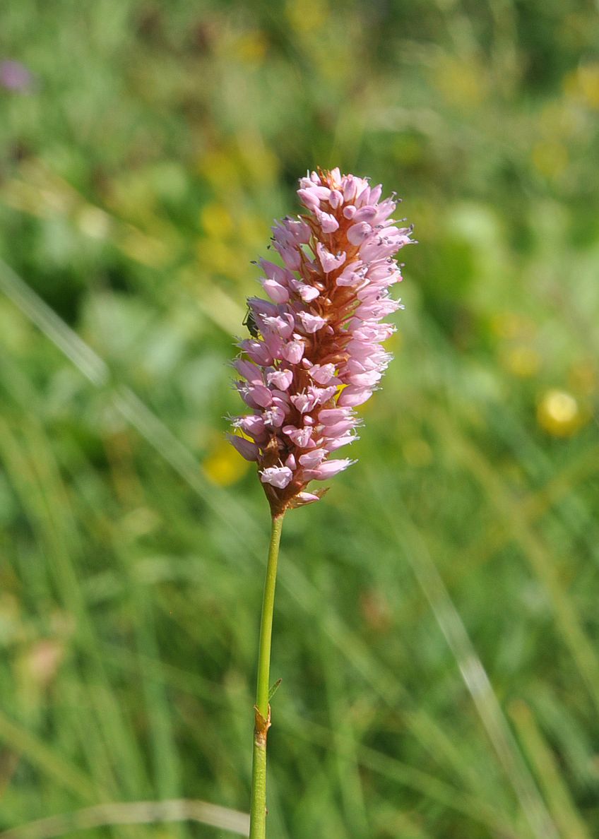 Изображение особи Bistorta carnea.