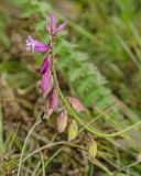 Polygala wolfgangiana. Верхушка цветущего и плодоносящего побега. Башкортостан, Учалинский р-н, Ильчигуловский сельсовет, окр. дер. Мулдашево, хр. Нурали, каменистый склон, ≈ 700 м н.у.м. 7 сентября 2018 г.