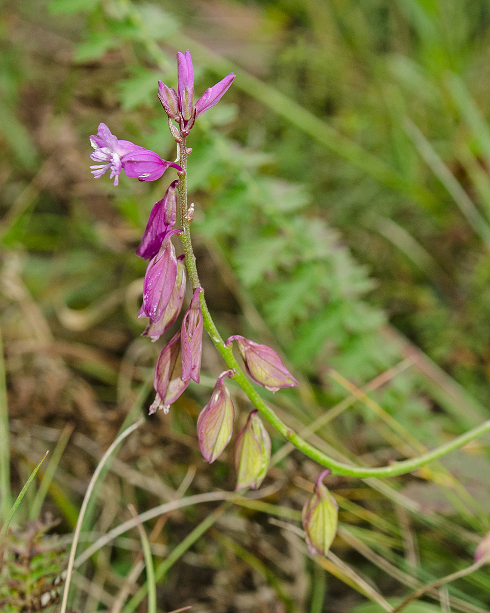 Image of Polygala wolfgangiana specimen.
