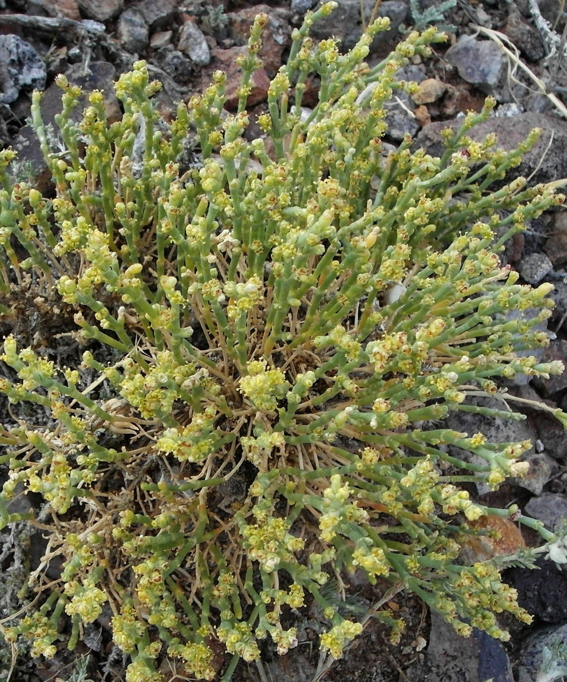 Image of Anabasis salsa specimen.